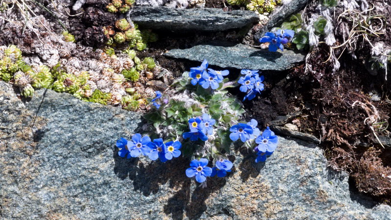 Dalla Val d''Aosta:: Eritrichium nanum (Boraginaceae)